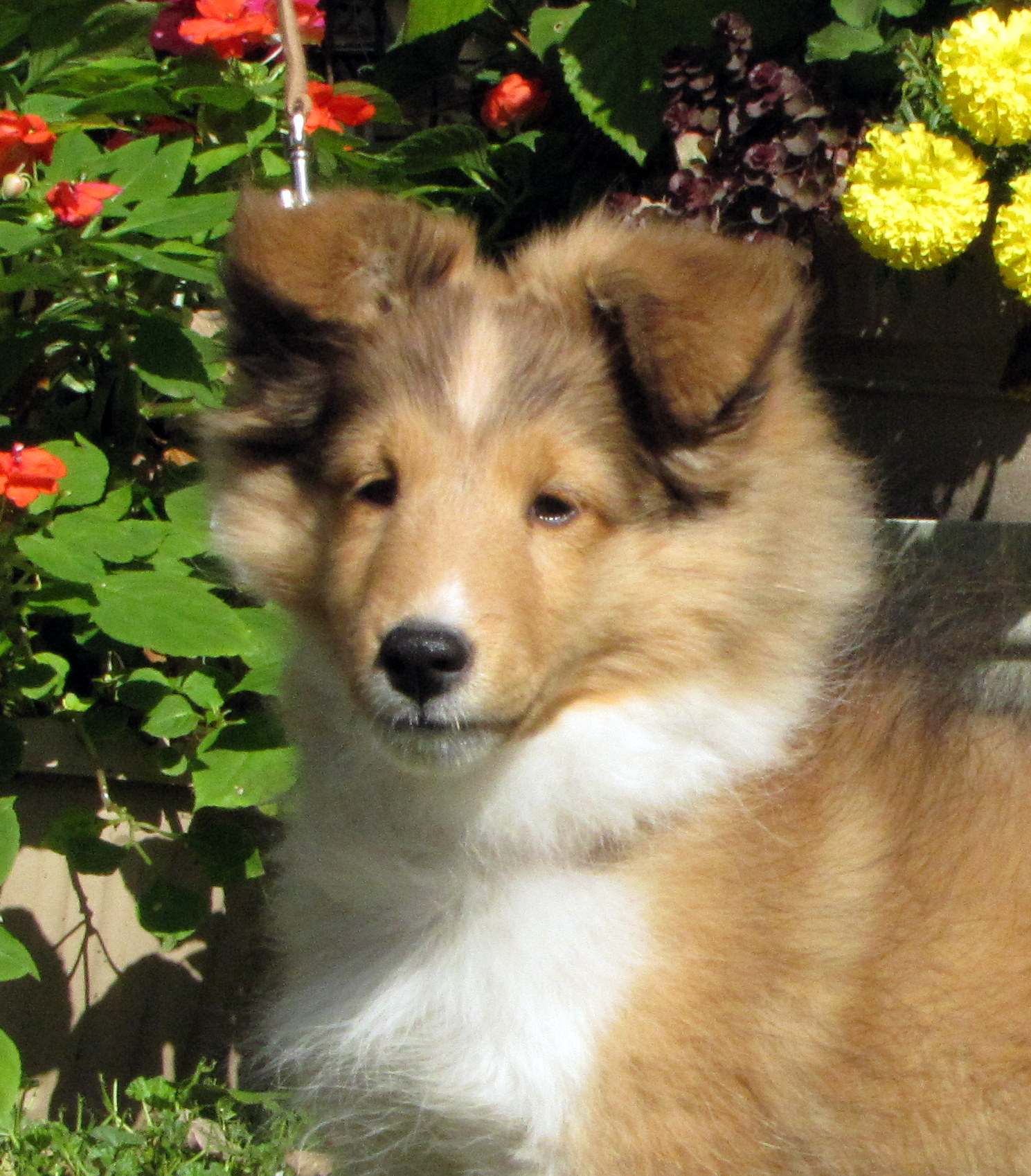 Lily 3 months old 125