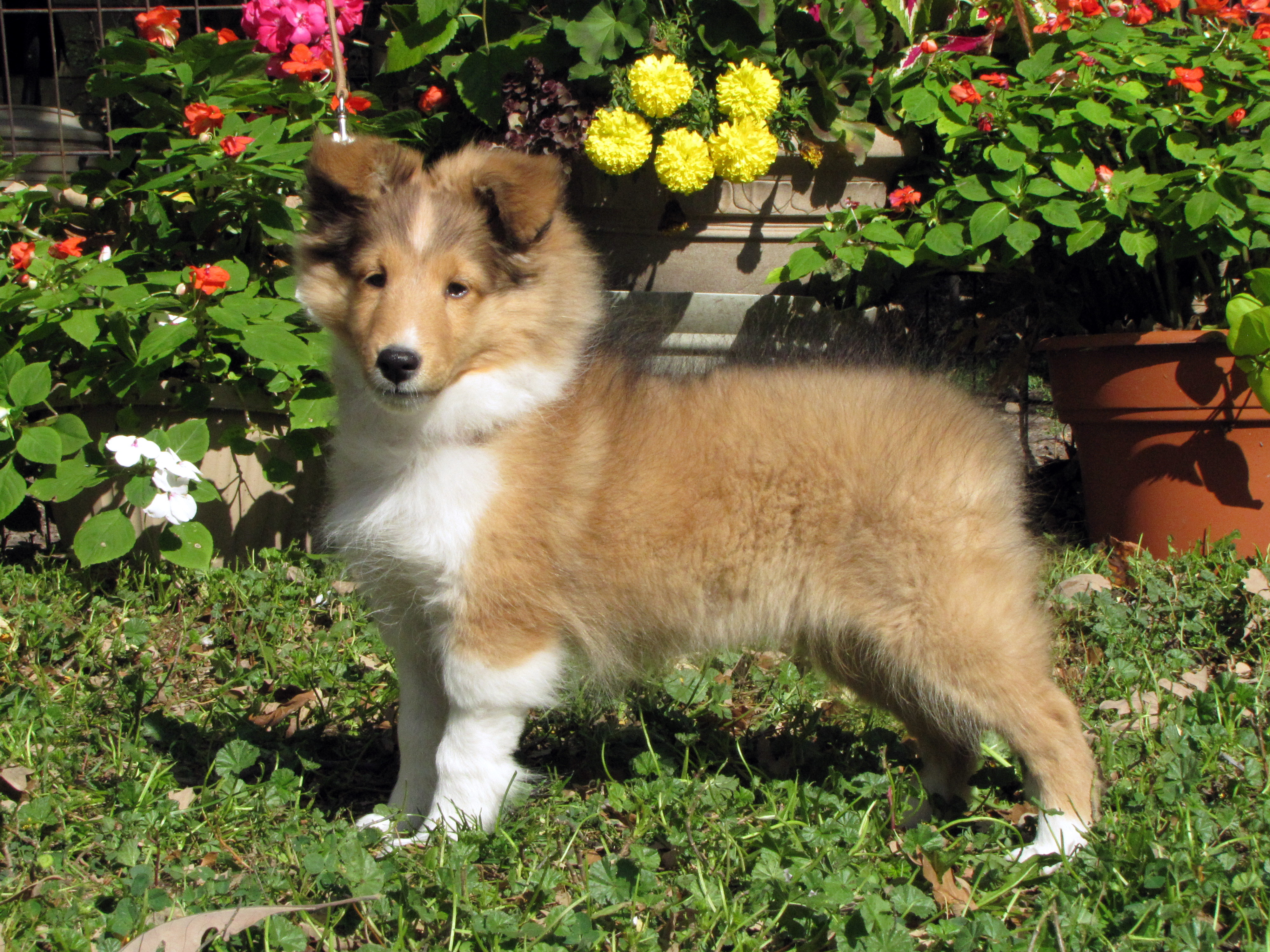 Lily 3 months old 126