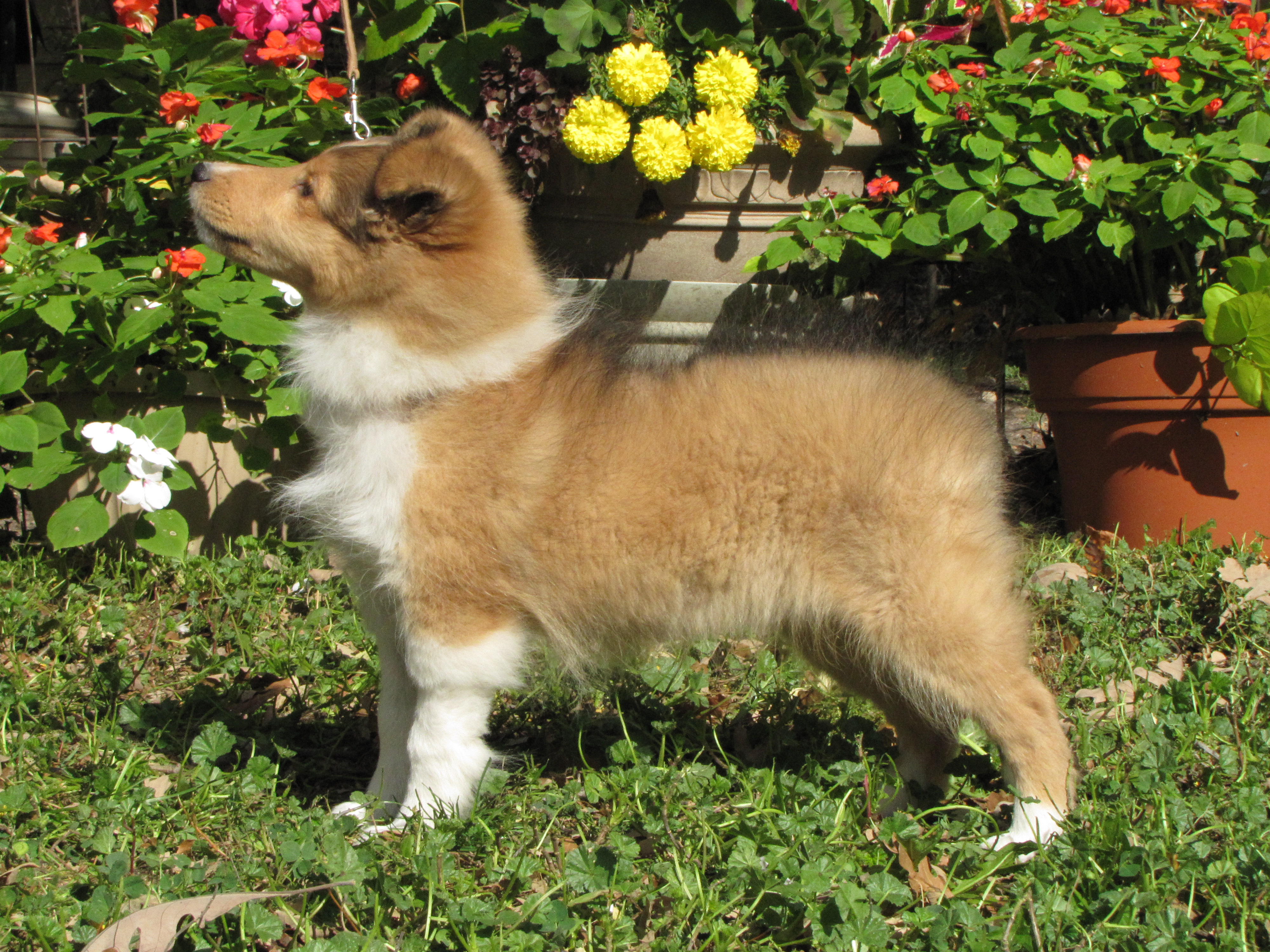Lily 3 months old 127