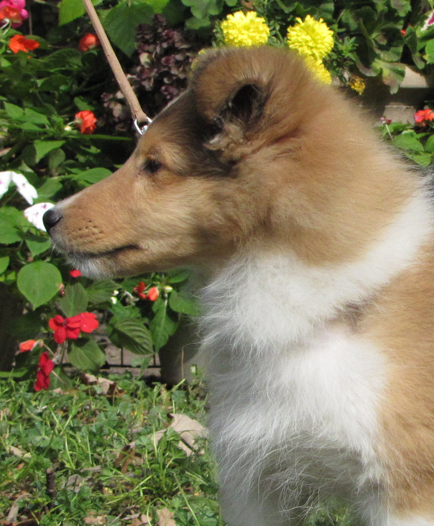 Lily 3 months old 161