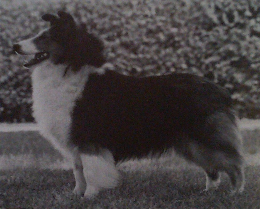 Ch Century Farm Starlite Melody 1986