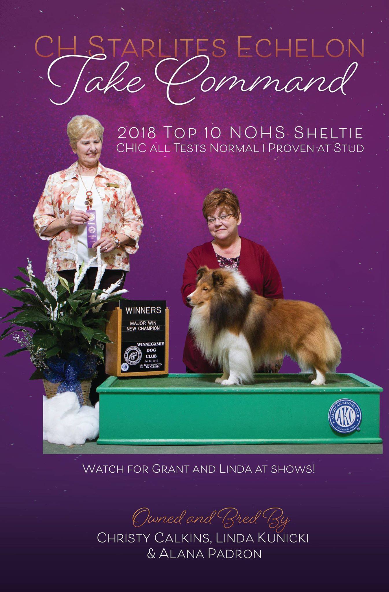 New CH photo ad Sheltie Annual March 2019