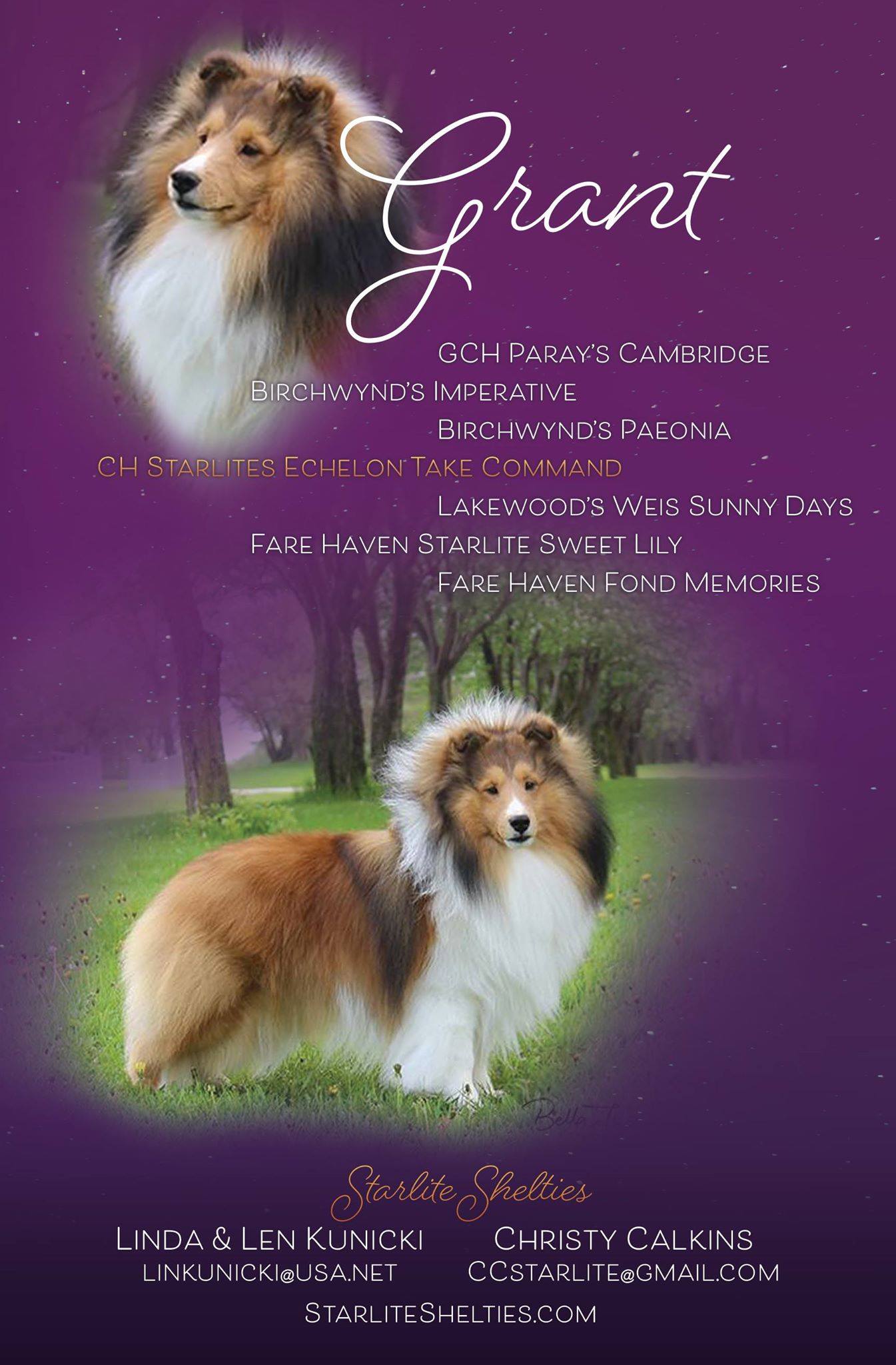 Pedigree ad Sheltie Annual March 2019